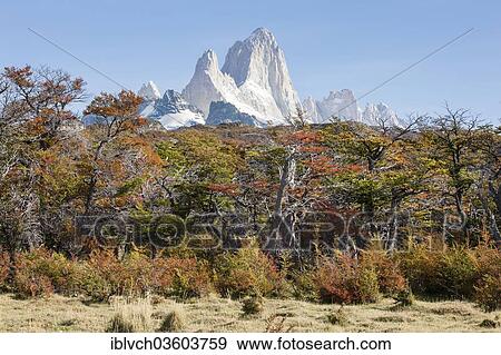 Stock Photo - "Fitz Roy massif, forest, autumn, Los Glaciares National Park, El Chalten, Santa Cruz, Argentina, South America". Fotosearch