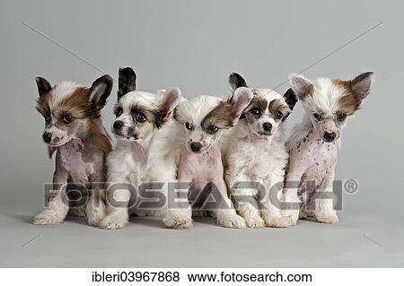 powder puff puppies