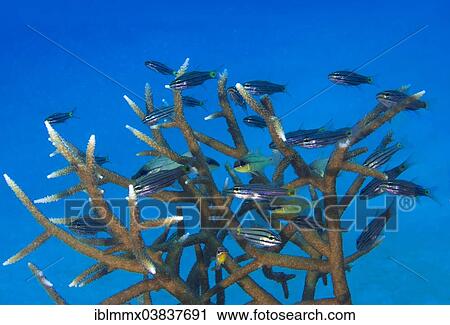 "Five-lined cardinalfish (Cheilodipterus quinquelineatus) in an antler coral (Acropora), Philippines, Asia" View Large Photo Image Stock Image - "Five-lined cardinalfish (Cheilodipterus quinquelineatus) in an antler coral (Acropora), Philippines, Asia". Fotosearch