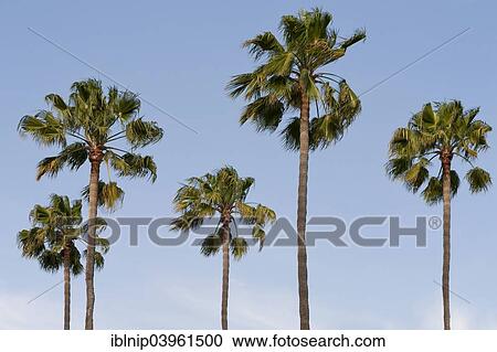 "Five palm trees, Los Angeles, California, USA" View Large Photo Image Stock Image - "Five palm trees, Los Angeles, California, USA". Fotosearch