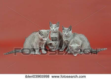 "Five Russian Blue kitten, 12 weeks" View Large Photo Image Stock Photo - "Five Russian Blue kitten, 12 weeks". Fotosearch