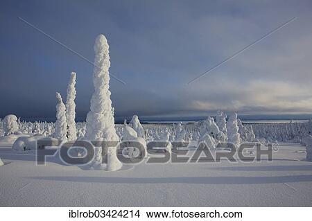 "Fjell in winter, with snow-covered trees, Riisitunturi National Park, Posio, Lapland, Finland, Europe" View Large Photo Image Picture - "Fjell in winter, with snow-covered trees, Riisitunturi National Park, Posio, Lapland, Finland, Europe". Fotosearch