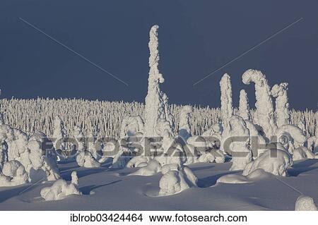 "Fjell in winter, with snow-covered trees, Riisitunturi National Park, Posio, Lapland, Finland, Europe" View Large Photo Image Picture - "Fjell in winter, with snow-covered trees, Riisitunturi National Park, Posio, Lapland, Finland, Europe". Fotosearch