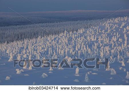 "Fjell in winter, with snow-covered trees, Riisitunturi National Park, Posio, Lapland, Finland, Europe" View Large Photo Image Picture - "Fjell in winter, with snow-covered trees, Riisitunturi National Park, Posio, Lapland, Finland, Europe". Fotosearch