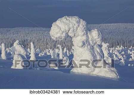 "Fjell in winter, with snow-covered trees, Riisitunturi National Park, Posio, Lapland, Finland, Europe" View Large Photo Image Stock Image - "Fjell in winter, with snow-covered trees, Riisitunturi National Park, Posio, Lapland, Finland, Europe". Fotosearch