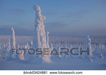 "Fjell in winter, with snow-covered trees, Riisitunturi National Park, Posio, Lapland, Finland, Europe" View Large Photo Image Stock Image - "Fjell in winter, with snow-covered trees, Riisitunturi National Park, Posio, Lapland, Finland, Europe". Fotosearch