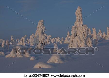 "Fjell in winter, with snow-covered trees, Riisitunturi National Park, Posio, Lapland, Finland, Europe" View Large Photo Image Stock Image - "Fjell in winter, with snow-covered trees, Riisitunturi National Park, Posio, Lapland, Finland, Europe". Fotosearch