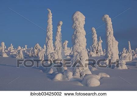 "Fjell in winter, with snow-covered trees, Riisitunturi National Park, Posio, Lapland, Finland, Europe" View Large Photo Image Stock Image - "Fjell in winter, with snow-covered trees, Riisitunturi National Park, Posio, Lapland, Finland, Europe". Fotosearch