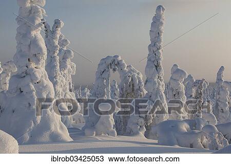 "Fjell in winter, with snow-covered trees, Riisitunturi National Park, Posio, Lapland, Finland, Europe" View Large Photo Image Stock Image - "Fjell in winter, with snow-covered trees, Riisitunturi National Park, Posio, Lapland, Finland, Europe". Fotosearch