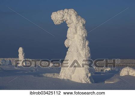 Stock Image - "Fjell in winter, with snow-covered trees, Riisitunturi National Park, Posio, Lapland, Finland, Europe". Fotosearch