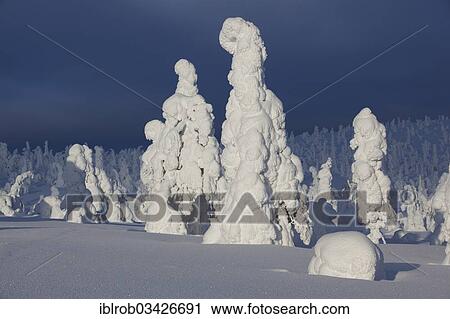 "Fjell in winter, with snow-covered trees, Riisitunturi National Park, Posio, Lapland, Finland, Europe" View Large Photo Image Stock Image - "Fjell in winter, with snow-covered trees, Riisitunturi National Park, Posio, Lapland, Finland, Europe". Fotosearch
