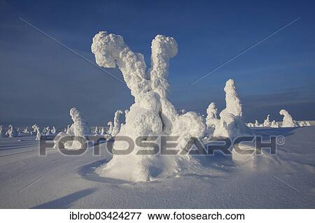 "Fjell in winter, with snow-covered trees, Riisitunturi National Park, Posio, Lapland, Finland, Europe" View Large Photo Image Stock Photo - "Fjell in winter, with snow-covered trees, Riisitunturi National Park, Posio, Lapland, Finland, Europe". Fotosearch