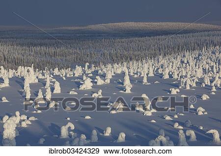 "Fjell in winter, with snow-covered trees, Riisitunturi National Park, Posio, Lapland, Finland, Europe" View Large Photo Image Stock Photo - "Fjell in winter, with snow-covered trees, Riisitunturi National Park, Posio, Lapland, Finland, Europe". Fotosearch