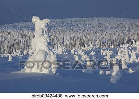 "Fjell in winter, with snow-covered trees, Riisitunturi National Park, Posio, Lapland, Finland, Europe" View Large Photo Image Stock Photo - "Fjell in winter, with snow-covered trees, Riisitunturi National Park, Posio, Lapland, Finland, Europe". Fotosearch