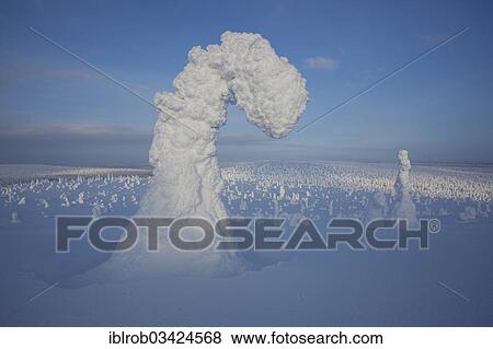 "Fjell in winter, with snow-covered trees, Riisitunturi National Park, Posio, Lapland, Finland, Europe" View Large Photo Image Stock Photo - "Fjell in winter, with snow-covered trees, Riisitunturi National Park, Posio, Lapland, Finland, Europe". Fotosearch