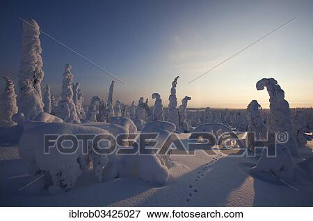 "Fjell in winter, with snow-covered trees, Riisitunturi National Park, Posio, Lapland, Finland, Europe" View Large Photo Image Stock Photo - "Fjell in winter, with snow-covered trees, Riisitunturi National Park, Posio, Lapland, Finland, Europe". Fotosearch
