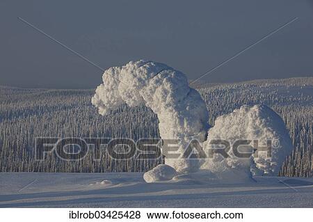 "Fjell in winter, with snow-covered trees, Riisitunturi National Park, Posio, Lapland, Finland, Europe" View Large Photo Image Stock Photo - "Fjell in winter, with snow-covered trees, Riisitunturi National Park, Posio, Lapland, Finland, Europe". Fotosearch