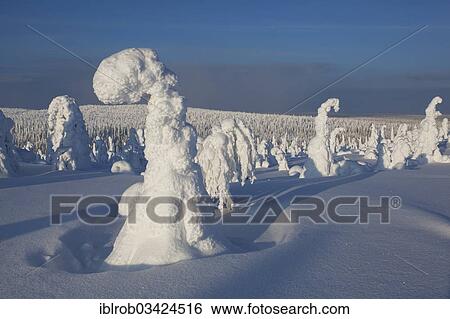"Fjell in winter, with snow-covered trees, Riisitunturi National Park, Posio, Lapland, Finland, Europe" View Large Photo Image Stock Photograph - "Fjell in winter, with snow-covered trees, Riisitunturi National Park, Posio, Lapland, Finland, Europe". Fotosearch