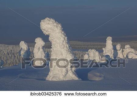 "Fjell in winter, with snow-covered trees, Riisitunturi National Park, Posio, Lapland, Finland, Europe" View Large Photo Image Stock Photograph - "Fjell in winter, with snow-covered trees, Riisitunturi National Park, Posio, Lapland, Finland, Europe". Fotosearch