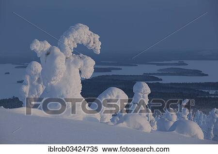 Stock Photography - "Fjell in winter, with snow-covered trees, Kitkajarvi lakes, Riisitunturi National Park, Posio, Lapland, Finland, Europe". Fotosearch