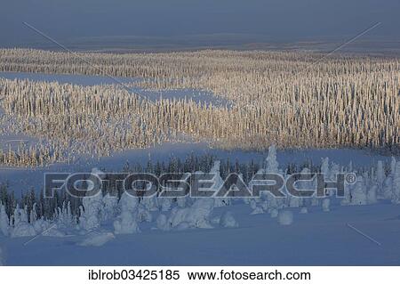 "Fjell in winter, with snow-covered trees, Riisitunturi National Park, Posio, Lapland, Finland, Europe" View Large Photo Image Stock Photography - "Fjell in winter, with snow-covered trees, Riisitunturi National Park, Posio, Lapland, Finland, Europe". Fotosearch