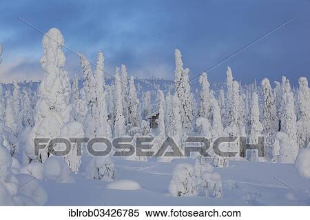 "Fjell in winter, with snow-covered trees, Riisitunturi National Park, Posio, Lapland, Finland, Europe" View Large Photo Image Stock Photography - "Fjell in winter, with snow-covered trees, Riisitunturi National Park, Posio, Lapland, Finland, Europe". Fotosearch