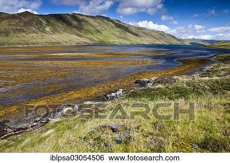Stock Photograph - "Fjord at low tide, Isle of Skye, Scotland, United Kingdom, Europe". Fotosearch