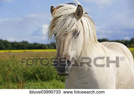 "Fjord horse, Norwegian Fjord Horse" View Large Photo Image Stock Image - "Fjord horse, Norwegian Fjord Horse". Fotosearch