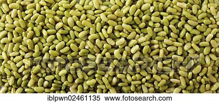 Flageolet beans View Large Photo Image Stock Photography - Flageolet beans. Fotosearch