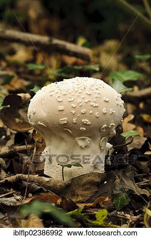 "Flaky Puffball (Lycoperdon mammiforme), fruiting body, growing amongst leaf litter, Anston Stones Wood, South Yorkshire, England, United Kingdom, Europe" View Large Photo Image Stock Image - "Flaky Puffball (Lycoperdon mammiforme), fruiting body, growing amongst leaf litter, Anston Stones Wood, South Yorkshire, England, United Kingdom, Europe". Fotosearch