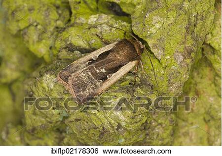 "Flame Shoulder (Ochropleura plecta), adult, resting on tree trunk, Norfolk, England, United Kingdom, Europe" View Large Photo Image Stock Photograph - "Flame Shoulder (Ochropleura plecta), adult, resting on tree trunk, Norfolk, England, United Kingdom, Europe". Fotosearch