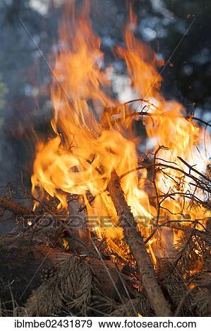 Flames of a campfire View Large Photo Image Stock Photo - Flames of a campfire. Fotosearch