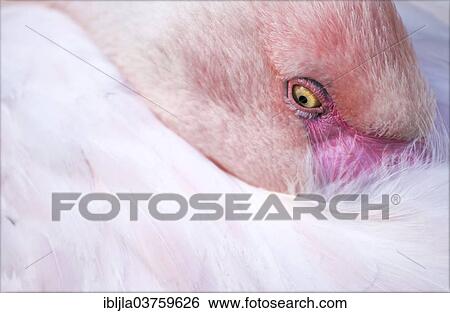 "Flamingo, Salzburg Zoo, Salzburg, Salzburg State, Austria, Europe" View Large Photo Image Stock Photograph - "Flamingo, Salzburg Zoo, Salzburg, Salzburg State, Austria, Europe". Fotosearch