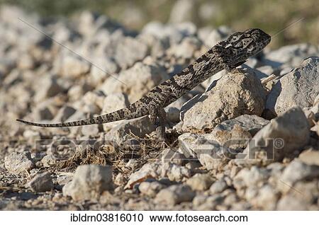 "Flap-necked chameleon (Chamaeleo dilepis), Halali, Etosha National Park, Namibia, Africa" View Large Photo Image Stock Image - "Flap-necked chameleon (Chamaeleo dilepis), Halali, Etosha National Park, Namibia, Africa". Fotosearch