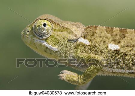 Stock Photo - "Flap-necked chameleon (Chamaeleo dilepis), Maun, Okavango Delta, Botswana, Africa". Fotosearch