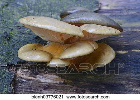 Stock Image - "Flat Crep (Crepidotus applanatus), Lower Saxony, Germany, Europe". Fotosearch