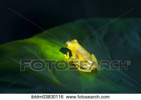 "Fleischmann's Glass Frog (Hyalinobatrachium fleischmanni), Puntarenas province, Costa Rica, North America" View Large Photo Image Stock Photograph - "Fleischmann's Glass Frog (Hyalinobatrachium fleischmanni), Puntarenas province, Costa Rica, North America". Fotosearch