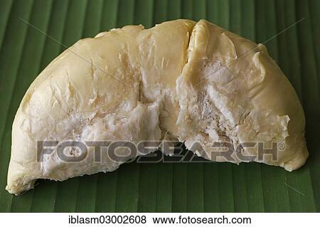 Flesh of the durian fruit View Large Photo Image Stock Photo - Flesh of the durian fruit. Fotosearch