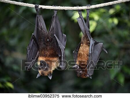 "Flight Foxes (Pteropus sp. ), native to Southeast Asia, captive, Baden-Wurttemberg, Germany, Europe" View Large Photo Image Stock Photography - "Flight Foxes (Pteropus sp. ), native to Southeast Asia, captive, Baden-Wurttemberg, Germany, Europe". Fotosearch