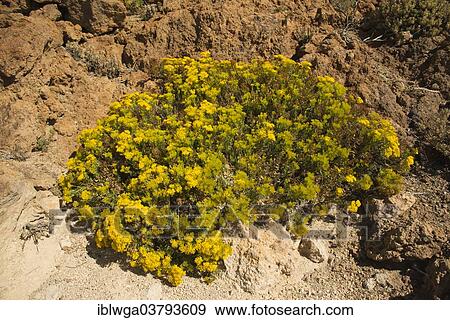 "Flixweed (Descurainia bourgaeana), flowering, Teide National Park, Tenerife, Canary Islands, Spain, Europe" View Large Photo Image Stock Photo - "Flixweed (Descurainia bourgaeana), flowering, Teide National Park, Tenerife, Canary Islands, Spain, Europe". Fotosearch
