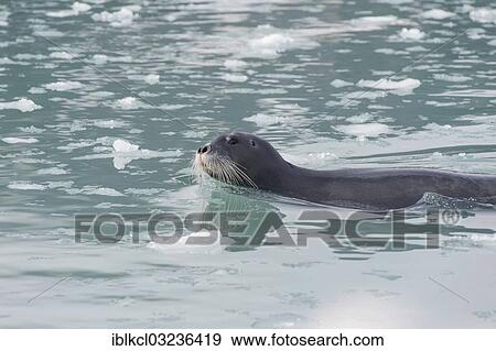 "Floating Bearded Seal (Erignathus barbatus), Fuglefjorden, Vasahalvoya, Svitjodbreen, Fuglefjorden, Vasahalvoya, Spitsbergen Island, Svalbard Archipelago, Svalbard and Jan Mayen, Norway, Europe" View Large Photo Image Stock Photo - "Floating Bearded Seal (Erignathus barbatus), Fuglefjorden, Vasahalvoya, Svitjodbreen, Fuglefjorden, Vasahalvoya, Spitsbergen Island, Svalbard Archipelago, Svalbard and Jan Mayen, Norway, Europe". Fotosearch