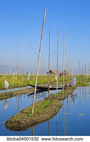 "Floating gardens on Inle Lake, Shan State, Myanmar, Asia" View Large Photo Image Stock Image - "Floating gardens on Inle Lake, Shan State, Myanmar, Asia". Fotosearch