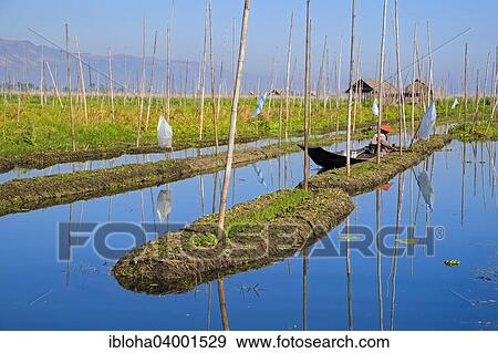 "Floating gardens on Inle Lake, Shan State, Myanmar, Asia" View Large Photo Image Stock Photo - "Floating gardens on Inle Lake, Shan State, Myanmar, Asia". Fotosearch