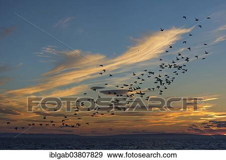 Stock Photo - "Flock of Auklets (Alcidae), Chukchi Sea, Chukotka, Russia, Europe". Fotosearch