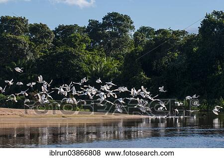 "Flock of Cocoi Herons (Ardea cocoi), Pantanal, UNESCO World Heritage Site, Mato Grosso do Sul, Brazil, South America" View Large Photo Image Stock Photo - "Flock of Cocoi Herons (Ardea cocoi), Pantanal, UNESCO World Heritage Site, Mato Grosso do Sul, Brazil, South America". Fotosearch