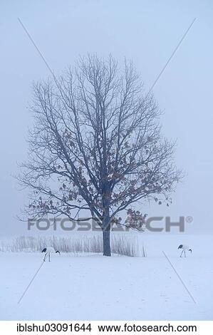 "Flock of Red-crowned Cranes, Japanese Cranes or Manchurian Cranes (Grus Japonensis) foraging in the snow, Kushiro-Shitsugen-Nationalpark, Kushiro, Hokkaido, Japan, Asia" View Large Photo Image Picture - "Flock of Red-crowned Cranes, Japanese Cranes or Manchurian Cranes (Grus Japonensis) foraging in the snow, Kushiro-Shitsugen-Nationalpark, Kushiro, Hokkaido, Japan, Asia". Fotosearch