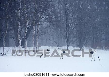Stock Image - "Flock of Red-crowned Cranes, Japanese Cranes or Manchurian Cranes (Grus Japonensis) foraging in the snow, Kushiro-Shitsugen-Nationalpark, Kushiro, Hokkaido, Japan, Asia". Fotosearch