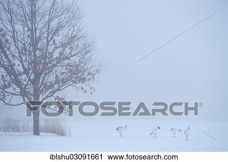 Stock Image - "Flock of Red-crowned Cranes, Japanese Cranes or Manchurian Cranes (Grus Japonensis) foraging in the snow, Kushiro-Shitsugen-Nationalpark, Kushiro, Hokkaido, Japan, Asia". Fotosearch