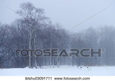 Stock Image - "Flock of Red-crowned Cranes, Japanese Cranes or Manchurian Cranes (Grus Japonensis) foraging in the snow, Kushiro-Shitsugen-Nationalpark, Kushiro, Hokkaido, Japan, Asia". Fotosearch