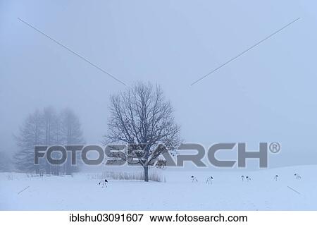 Stock Photo - "Flock of Red-crowned Cranes, Japanese Cranes or Manchurian Cranes (Grus Japonensis) foraging in the snow, Kushiro-Shitsugen-Nationalpark, Kushiro, Hokkaido, Japan, Asia". Fotosearch